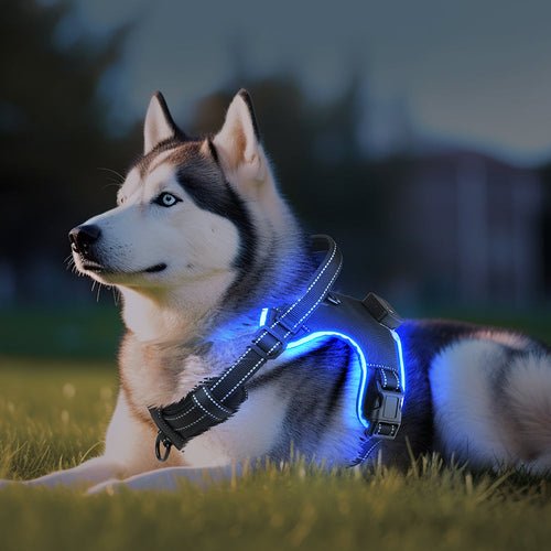 Arnés LED ergonómico antitirones para perro, con luces de alta visibilidad